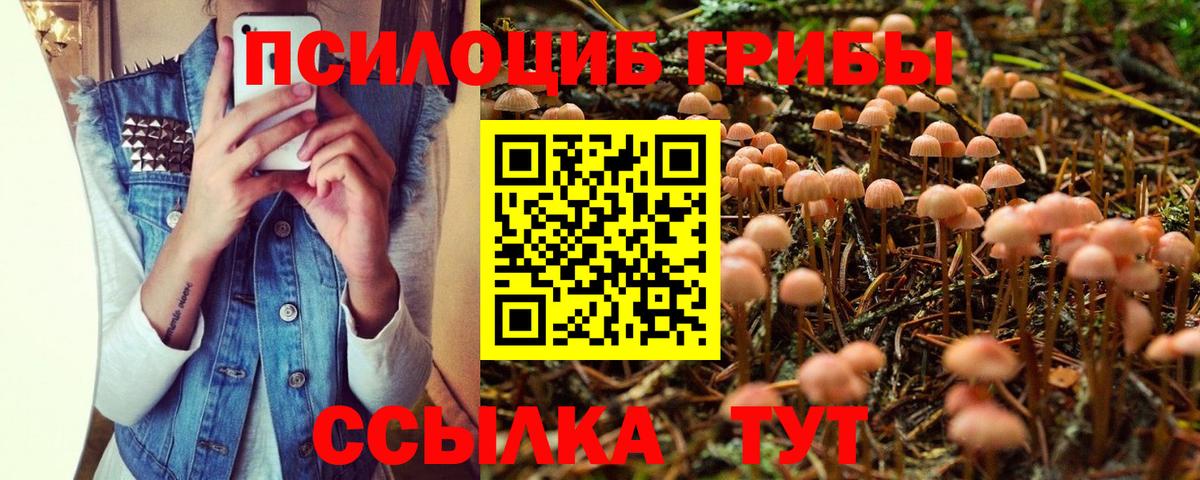 Псилоцибиновые грибы Psilocybine cubensis Бердск